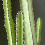 Euphorbia stapfii Habitat
