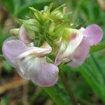 Pedicularis racemosa 花