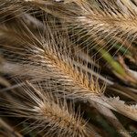 Hordeum marinum 果實