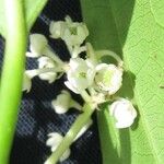 Nectandra lineata Çiçek
