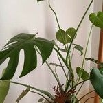 Monstera minima Folha