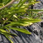 Tetraneuris herbacea Leaf