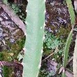 Hylocereus trigonus Blad