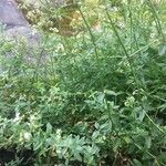 Galium rubioides Листок