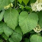 Hydrangea arborescens Листок