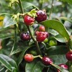 Sarcococca confusa Frucht