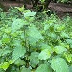 Urtica membranacea Листок