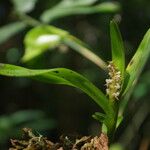 Polystachya stuhlmannii Flower