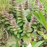 Ajuga pyramidalis Foglia