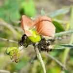 Macroptilium erythroloma Çiçek