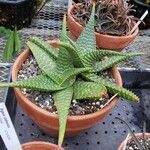 Aloe microstigma Habit