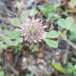 Trifolium hirtum Blomst