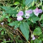 Impatiens glanduliferaKwiat