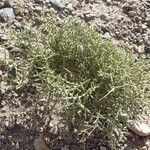 Aloysia deserticola Habitat