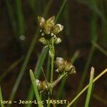 Scheuchzeria palustris Gyümölcs