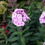 Phlox maculata Flower