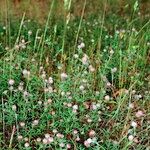 Trifolium arvense Libunga