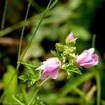 Malva moschata Hábitos