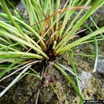 Eleocharis geniculata Leaf