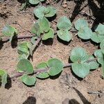 Otiophora villicaulis Hábito