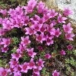 Saxifraga oppositifolia Květ