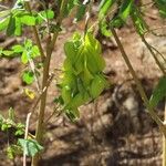 Crotalaria agatiflora Flor