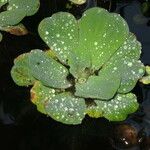 Pistia stratiotes अन्य