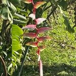 Heliconia chartacea Fiore
