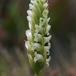 Spiranthes romanzoffiana Flower