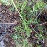 Lavandula canariensis Feuille