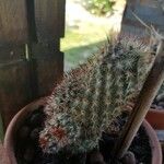 Mammillaria microhelia Yaprak