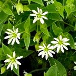 Stellaria aquatica Λουλούδι