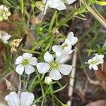 Gypsophila muralis 花