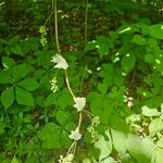 Menispermum canadense Kukka