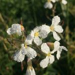 Raphanus raphanistrum Flower