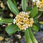 Pittosporum heterophyllum Leaf