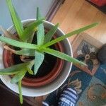 Aloe veraList