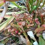 Sarracenia psittacina Yaprak