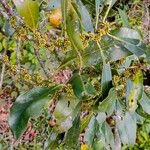 Myrsine guianensis Fruit