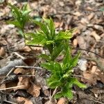 Mercurialis perennis Hoja