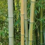 Phyllostachys viridiglaucescens خشب