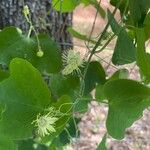 Passiflora foetidaBlüte