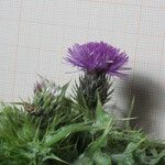 Carduus spachianus Fula