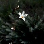 Gypsophila repens Cvet