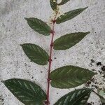 Cissus discolor पत्ता