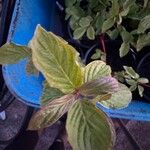 Cornus sericeaഇല