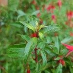 Fuchsia regia 叶