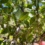 Vaccinium padifolium Flor