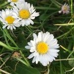 Bellis perennisFlower