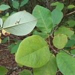 Magnolia sieboldii Leaf